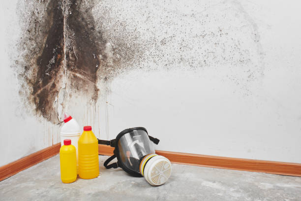 Best Commercial Mold Remediation in Altus, OK