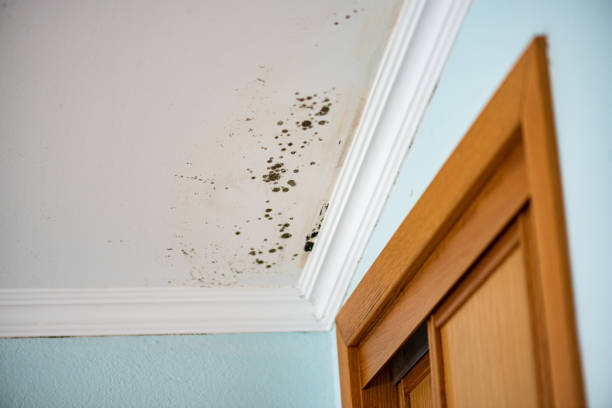 Best Kitchen Mold Remediation in Altus, OK