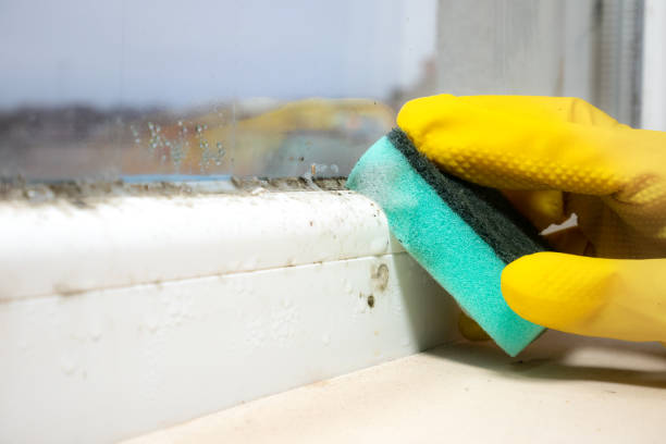 Best DIY Mold Remediation Support Services in Altus, OK