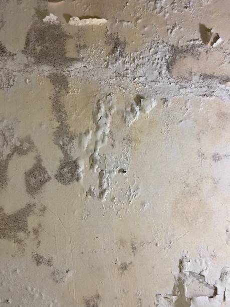 Best Crawl Space Mold Remediation in Altus, OK
