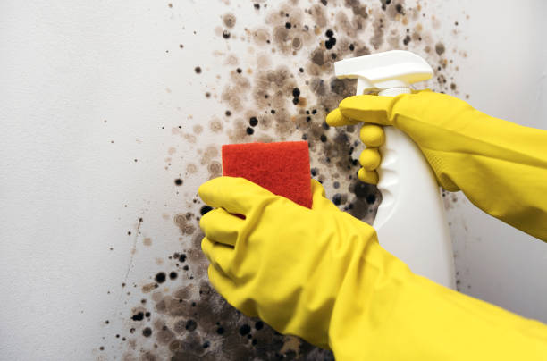 Best Residential Mold Remediation in Altus, OK