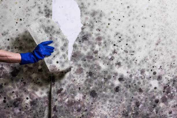 Best Post-Flood Mold Remediation in Altus, OK
