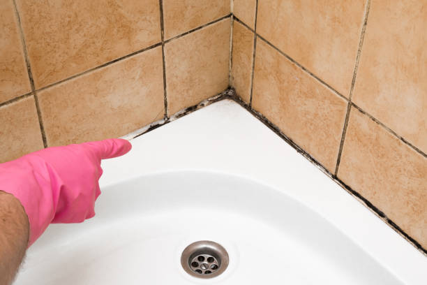 Best Attic Mold Remediation in Altus, OK